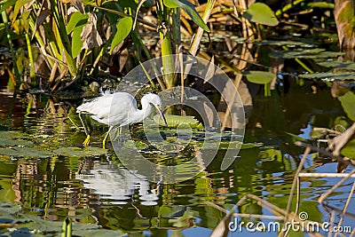 Snowy Egret Wading In A Pond Full Of Vegetation Stock Photo