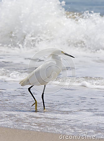 Snowy Egret and wave Stock Photo