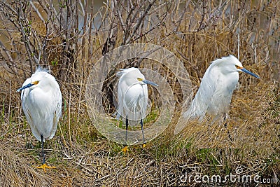 Snowy Egrets Stock Photo