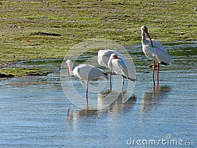 Snowy egrets at 