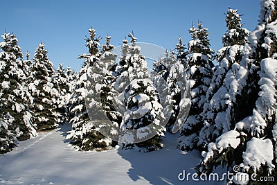 Snowy Evergreens Stock Photo