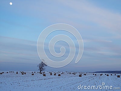 Snowy field with bales of hay and a lone tree at dusk with moon in the sky Stock Photo