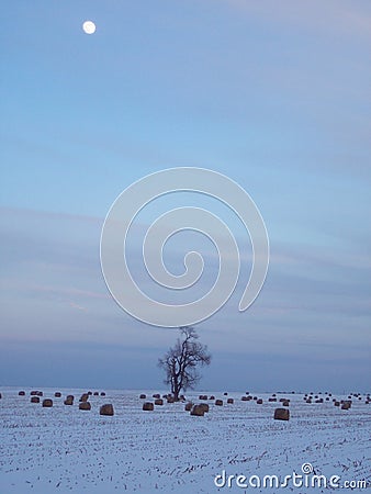 Snowy field with bales of hay and a lone tree at dusk with moon in the sky Stock Photo