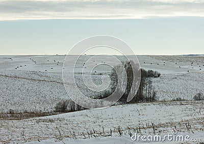 Snowy fields with hay bales Stock Photo