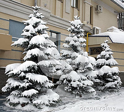 Snowy fir trees Stock Photo