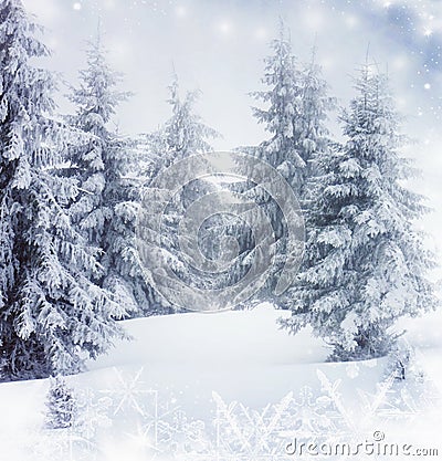 Snowy fir trees Stock Photo