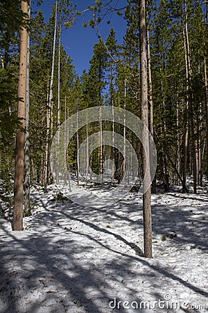 Snow forest inside Yellowstone Stock Photo