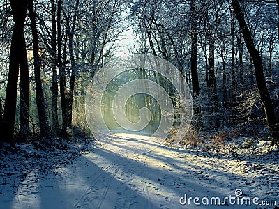 Snowy forest at sunset Stock Photo