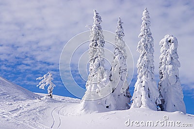 Snowy landscape Stock Photo