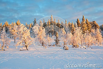 Snowy landscape, frozen trees in winter in Saariselka, Lapland Finland Stock Photo