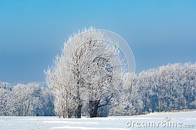 Snowy landscape with hoarfrost on trees. White winter landscape with snow on fields, Germany. Stock Photo