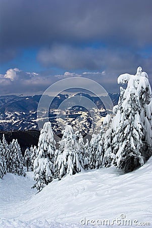 Snowy mountains and pine trees Stock Photo