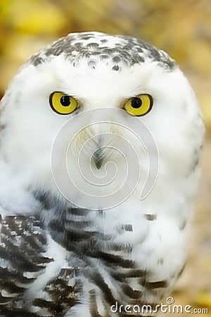 Snowy owl Stock Photo