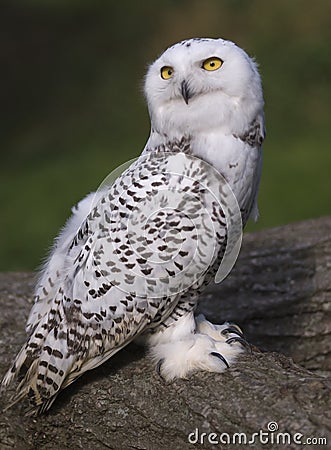 Snowy Owl Stock Photo