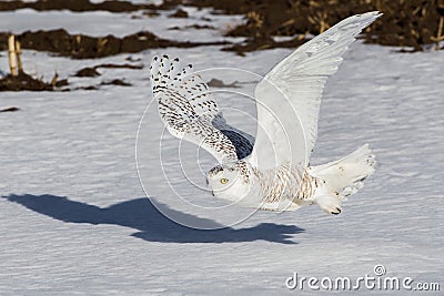 Snowy Owl Stock Photo