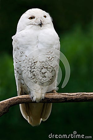 Snowy owl, bird with yellow eyes sitting in tree trunk, in the nature habitat, Sweden. White bird with dark green background. Stock Photo