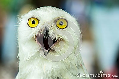 Snowy Owl (Bubo Scandiaca) Stock Photo