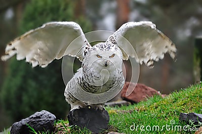 Snowy Owl (Bubo scandiacus) Stock Photo