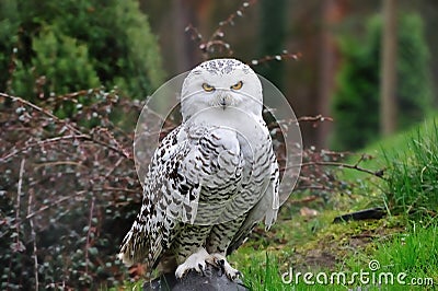 Snowy Owl (Bubo scandiacus) Stock Photo