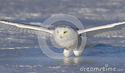 A Snowy owl Bubo scandiacus coming in for the kill at sunset over a snow covered field in Canada Stock Photo