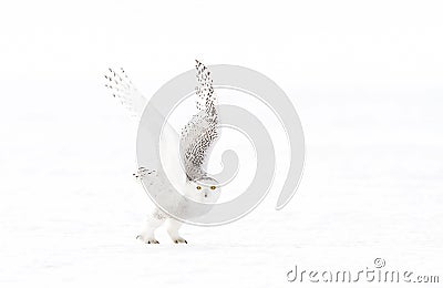 Snowy owl isolated against a white background takes flight to hunt over an open snowy field in Canada Stock Photo