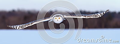 A Snowy owl hunting over a snow covered field in Canada Stock Photo