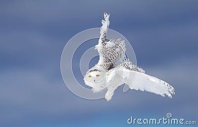 Snowy owl Bubo scandiacus isolated against a blue background hunting over a snow covered field in Canada Stock Photo