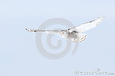 A Snowy owl isolated against a blue background hunting over an open snowy field in Canada Stock Photo