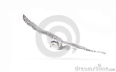 A Snowy owl isolated against a white background hunting over an open snowy field in Canada Stock Photo