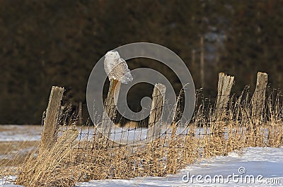 A Snowy owl Bubo scandiacus hunting from a post in Canada Stock Photo