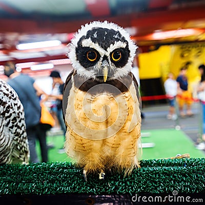 Snowy Owl - Bubo scandiacus, a large, white owl of the typical owl family. Snowy owls are native to Arctic regions Stock Photo