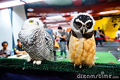 Snowy Owl - Bubo scandiacus, a large, white owl of the typical owl family. Snowy owls are native to Arctic regions Stock Photo