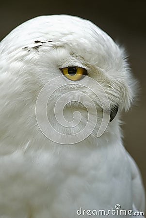 Snowy Owl (Bubo scandiacus, Nyctea scandiaca) Stock Photo