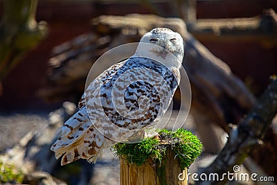 Snowy Owl (Bubo scandiacus) spotted outdoors Stock Photo