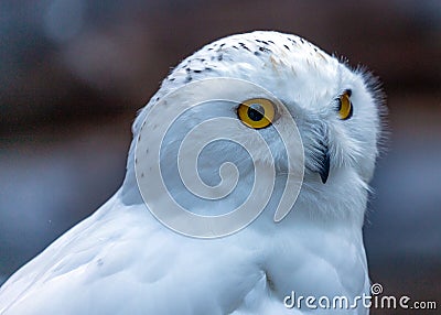 Snowy Owl (Bubo scandiacus) spotted outdoors Stock Photo