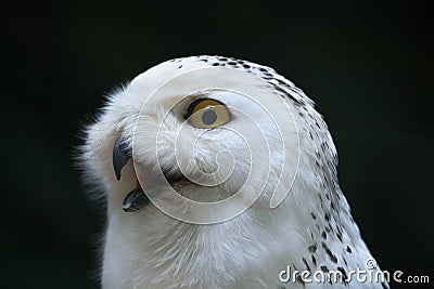 Snowy owl (Bubo scandiacus). Stock Photo