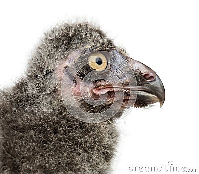 Snowy Owl chick, Bubo scandiacus Stock Photo