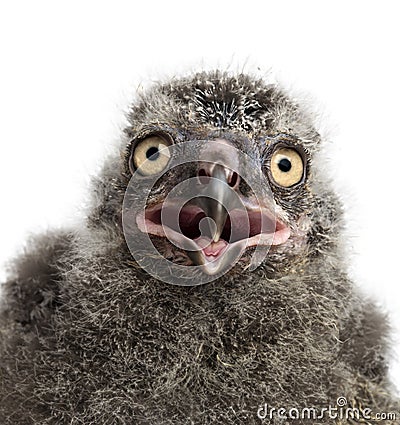 Snowy Owl chick, Bubo scandiacus Stock Photo