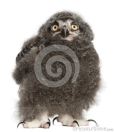 Snowy Owl chick, Bubo scandiacus Stock Photo