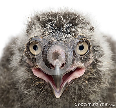 Snowy Owl chick, Bubo scandiacus, 19 days old against white back Stock Photo