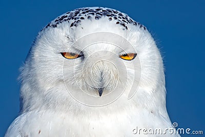 Snowy Owl Close up Stock Photo