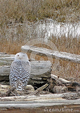 Snowy owl in coastal driftwood pile Stock Photo