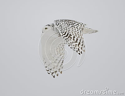 Snowy Owl Flying Stock Photo