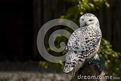 Snowy Owl on his Perch Stock Photo