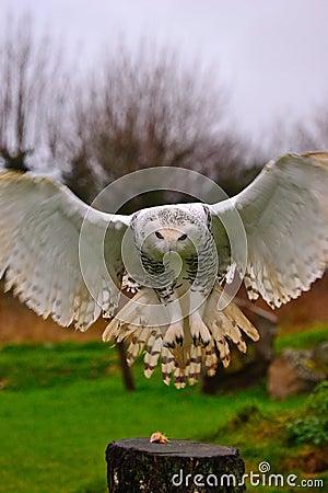 Snowy Owl Stock Photo