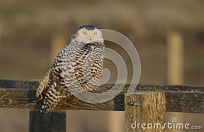 Snowy owl Stock Photo