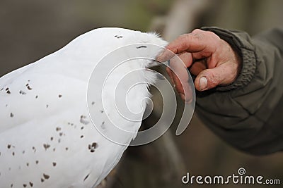 Snowy owl (Nyctea scandiaca) Stock Photo