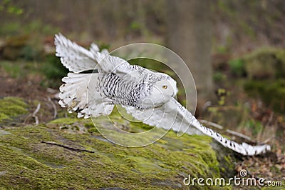 Snowy owl (Nyctea scandiaca) flying Stock Photo