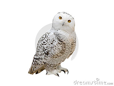 snowy owl (Nyctea scandiaca) isolated on a white Stock Photo