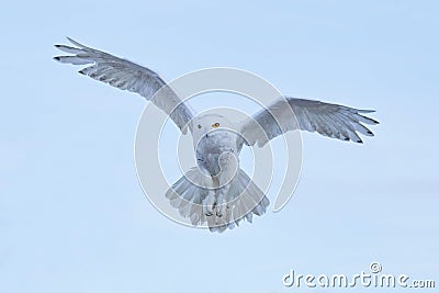 Snowy owl, Nyctea scandiaca, rare bird flying on the sky, winter action scene with open wings, Greenland Stock Photo